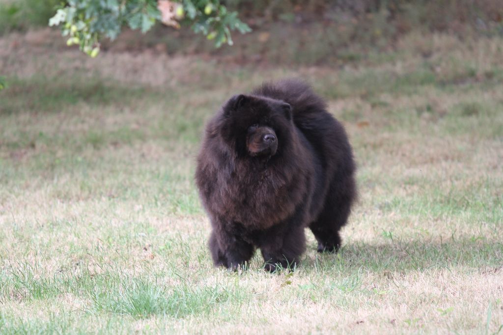 CH. Ga zhu yi Des Pousses Pousses De Bambou